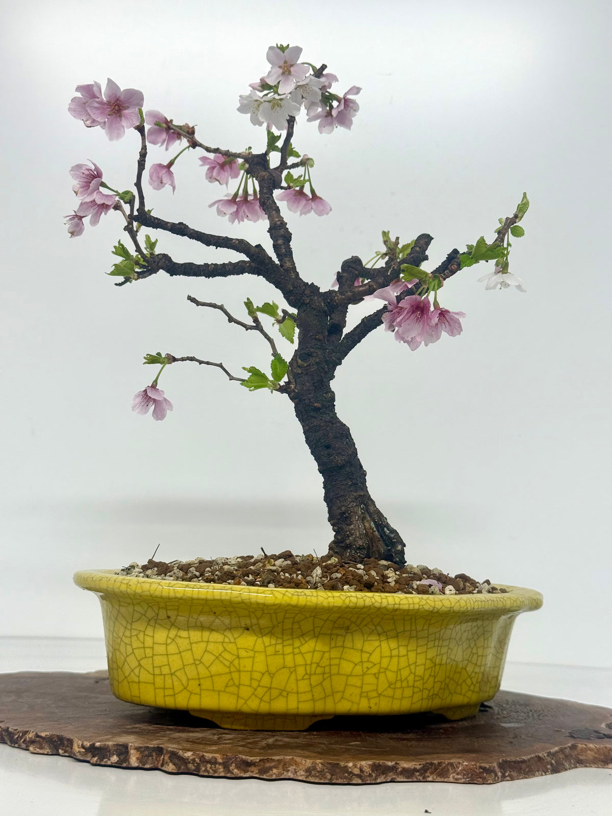 Flowering Cherry Bonsai Tree | Chinese Yixing Pot – 36cm