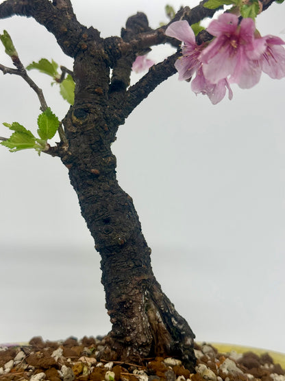 Flowering Cherry Bonsai Tree | Chinese Yixing Pot – 36cm