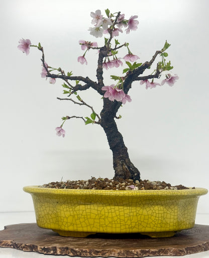 Flowering Cherry Bonsai Tree | Chinese Yixing Pot – 36cm