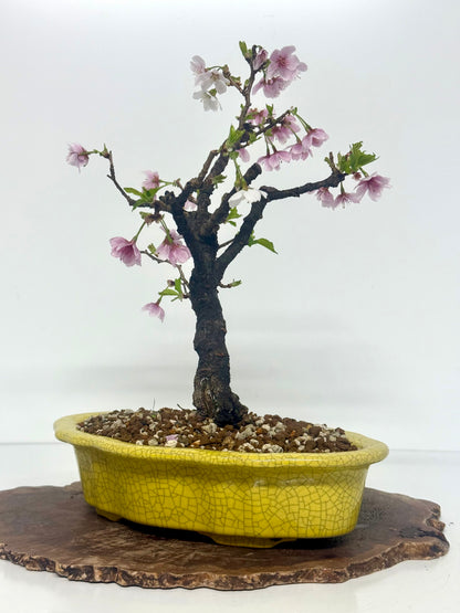Flowering Cherry Bonsai Tree | Chinese Yixing Pot – 36cm