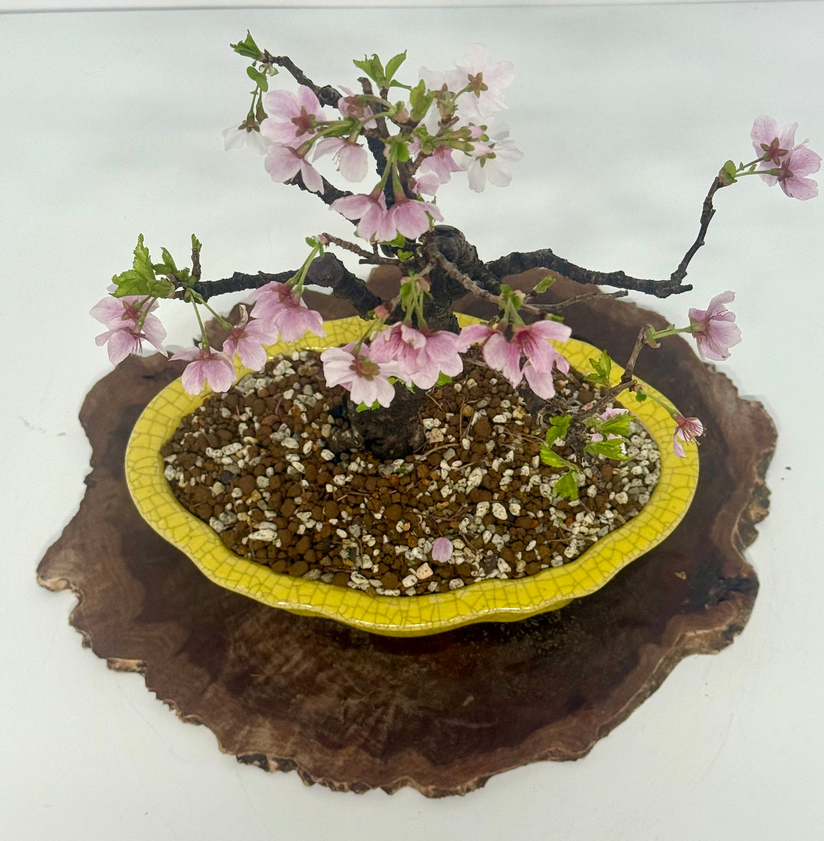 Flowering Cherry Bonsai Tree | Chinese Yixing Pot – 36cm