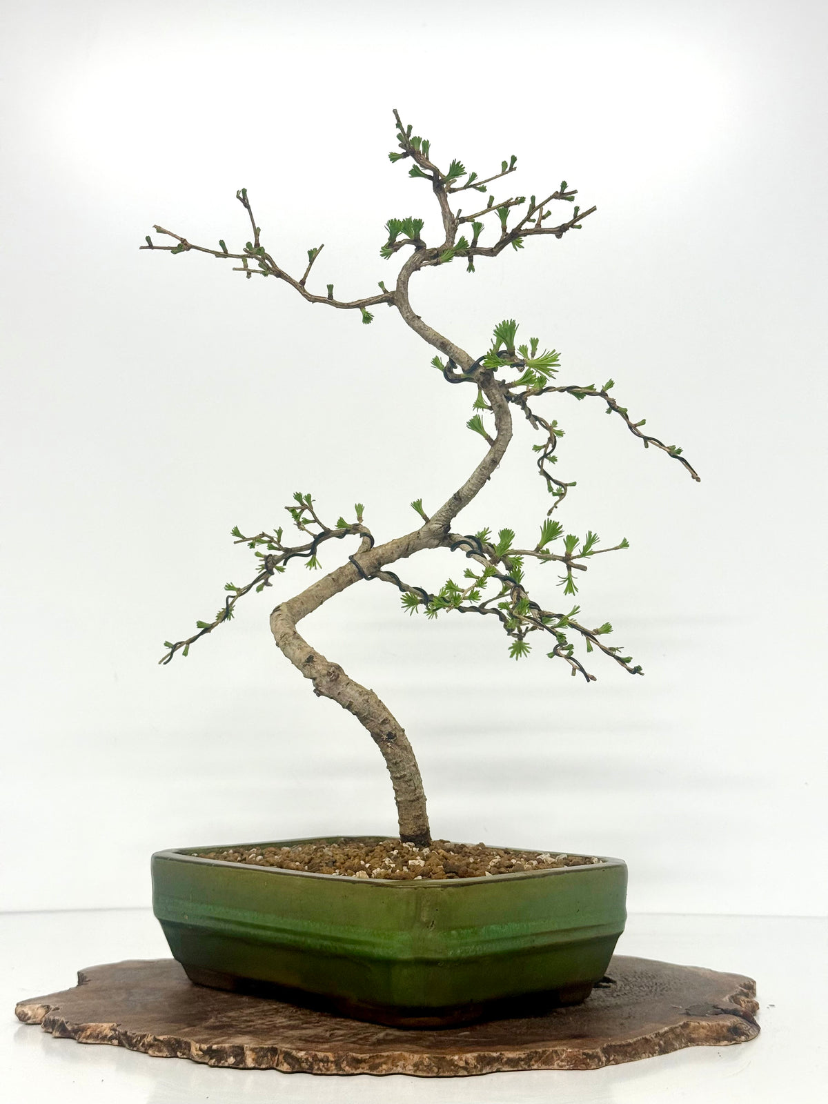 European Larch bonsai tree