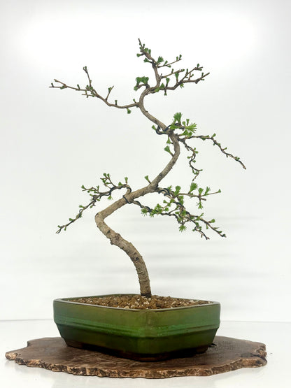 European Larch bonsai tree
