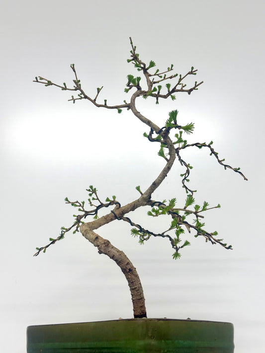 European Larch bonsai tree