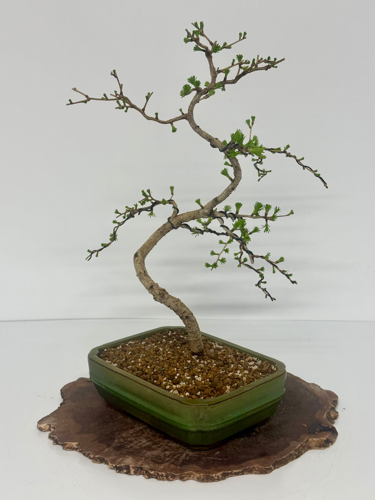 European Larch bonsai tree