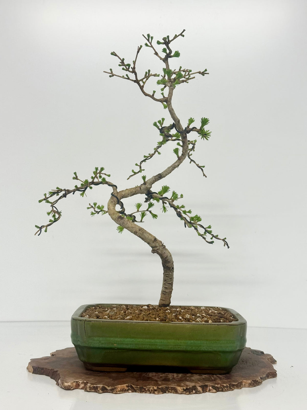 European Larch bonsai tree