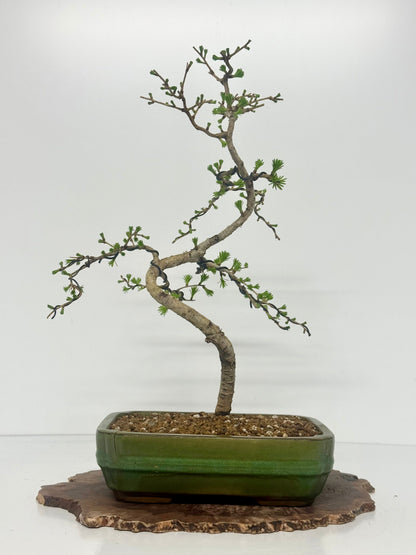 European Larch bonsai tree