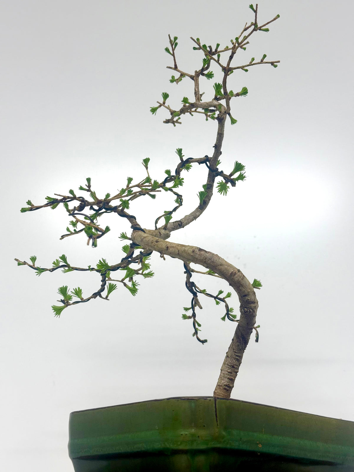 European Larch bonsai tree