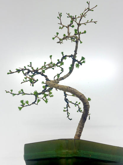 European Larch bonsai tree