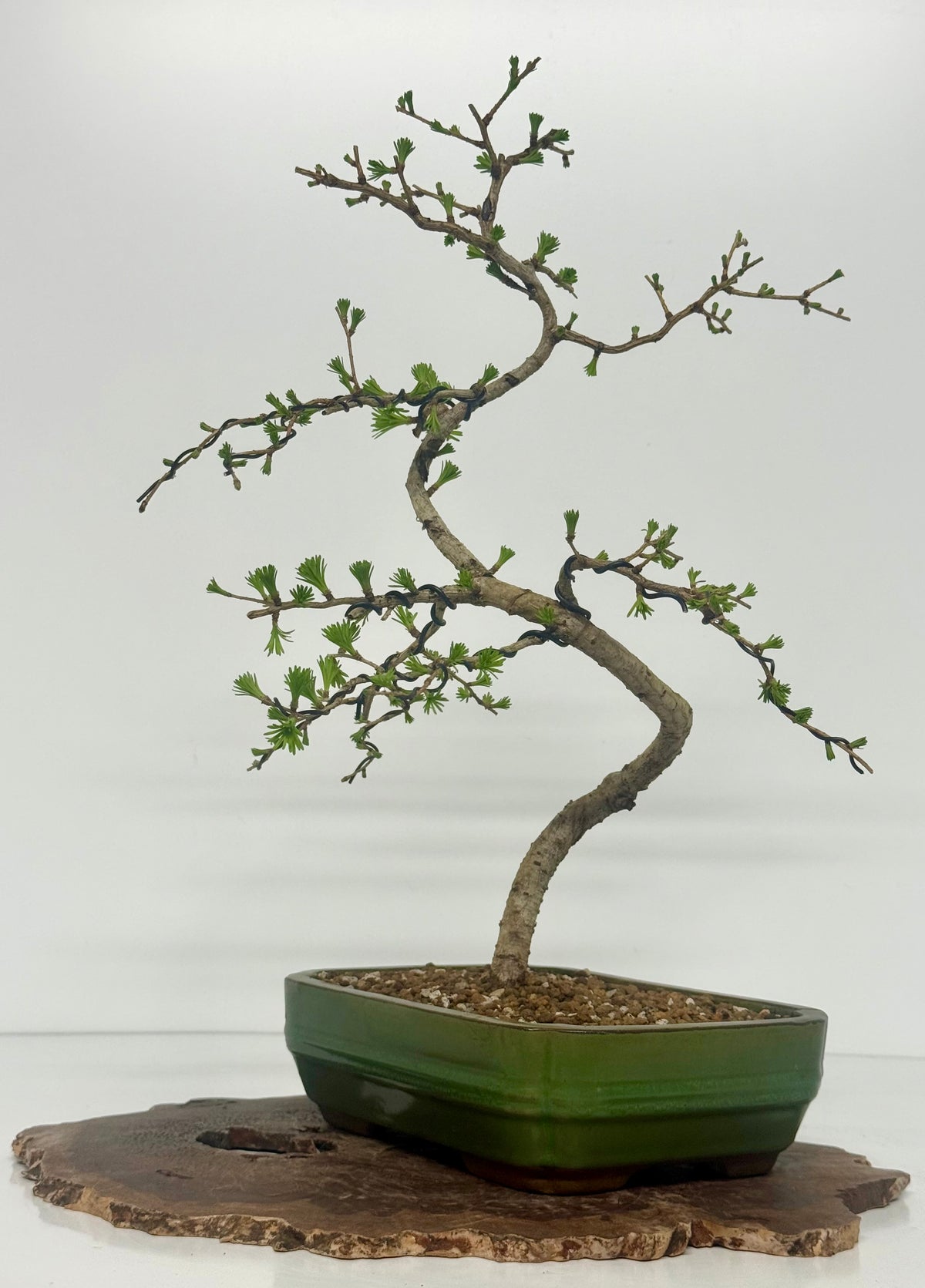 European Larch bonsai tree