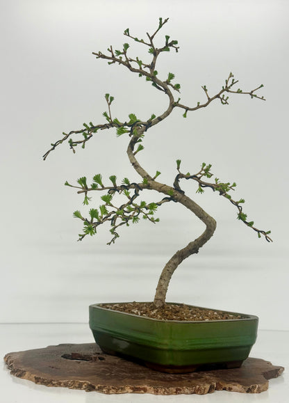 European Larch bonsai tree