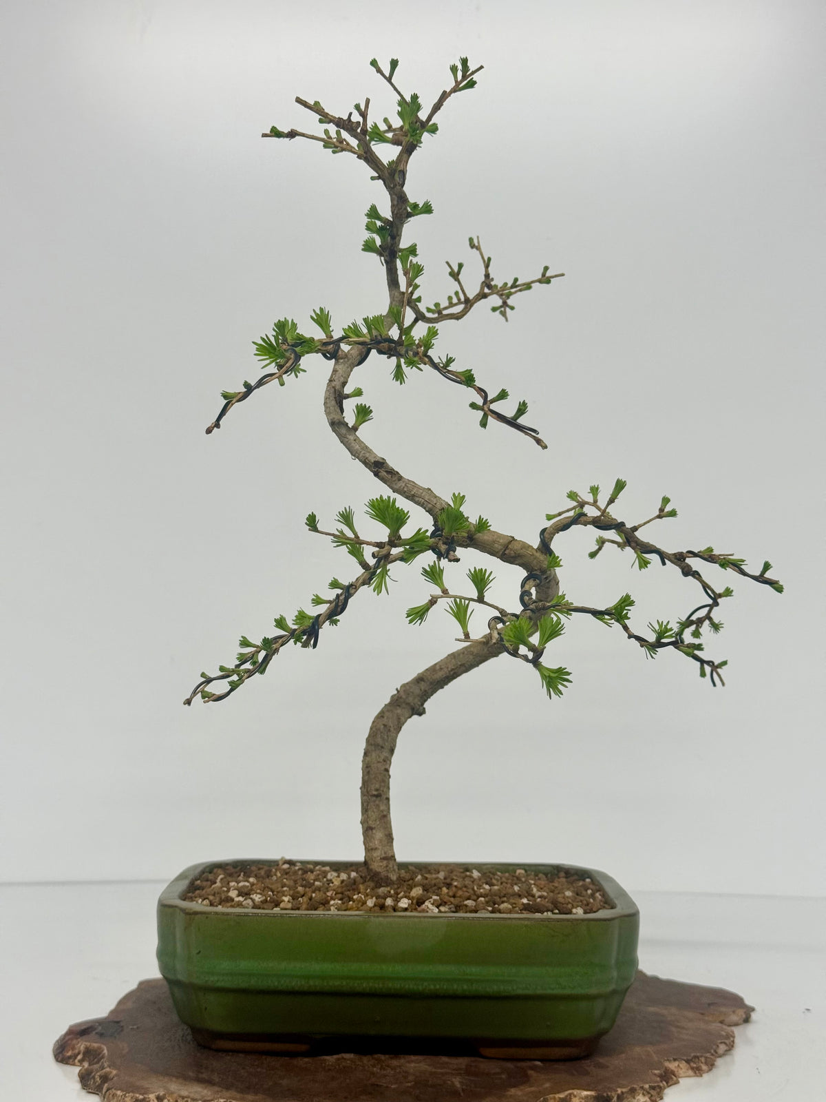 European Larch bonsai tree