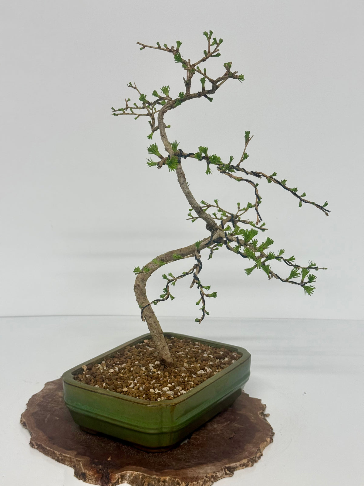 European Larch bonsai tree