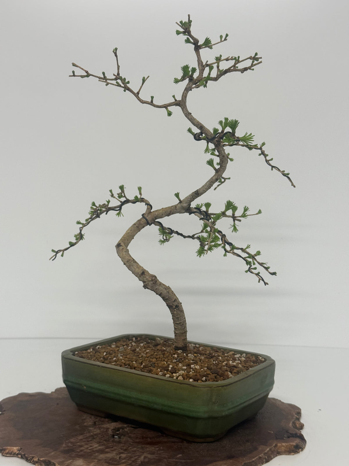 European Larch bonsai tree