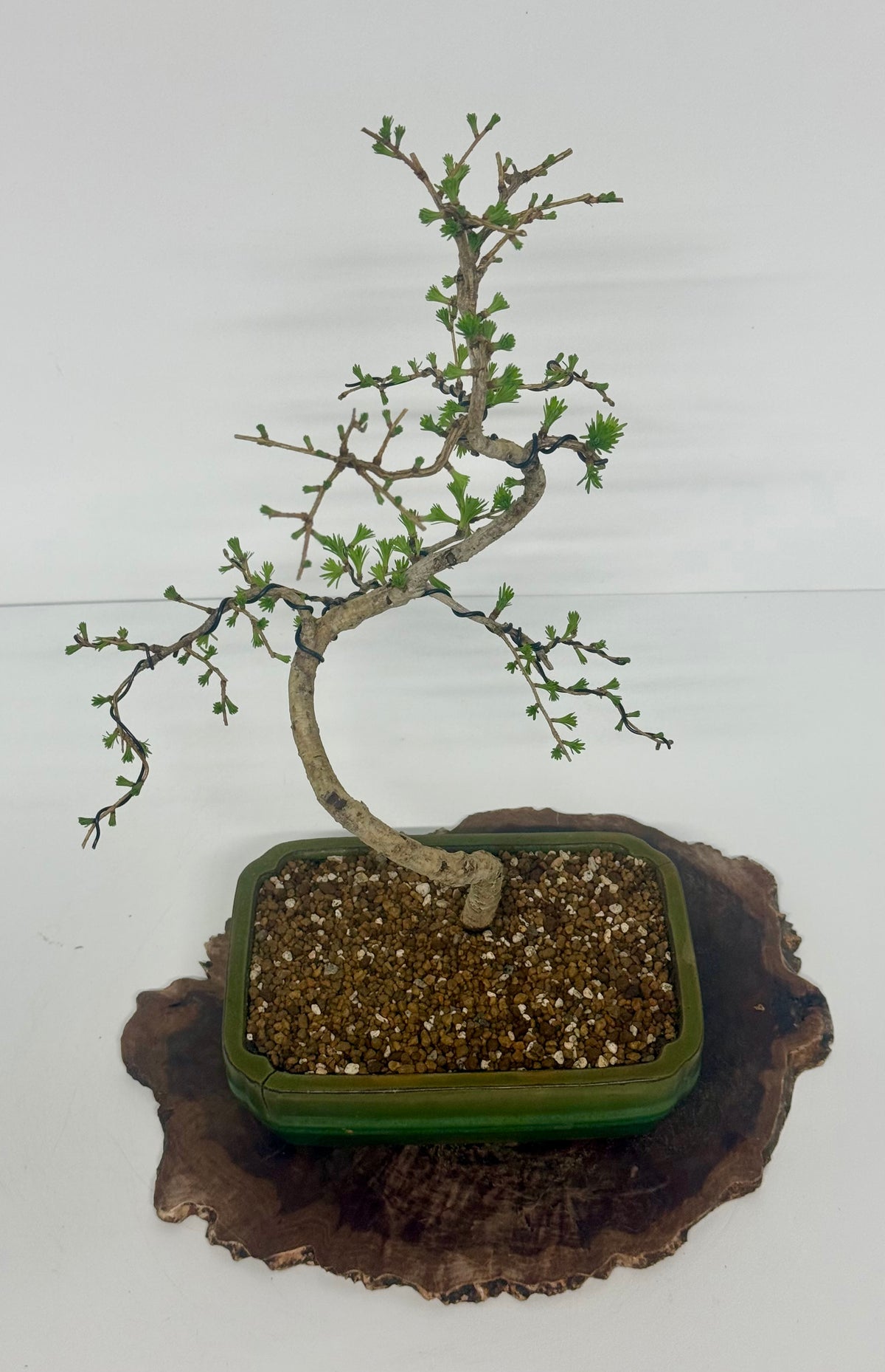 European Larch bonsai tree