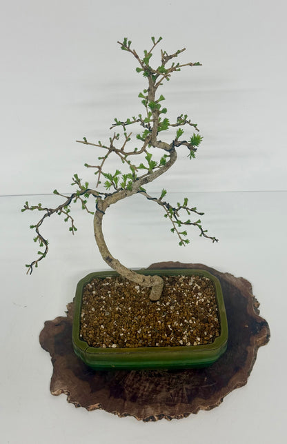 European Larch bonsai tree