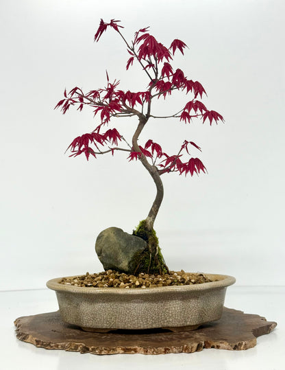 Deshojo Maple Bonsai Tree – Root Over Rock in Yixing Pot