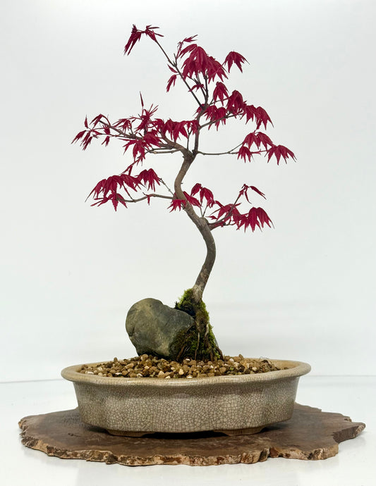 Deshojo Maple Bonsai Tree – Root Over Rock in Yixing Pot