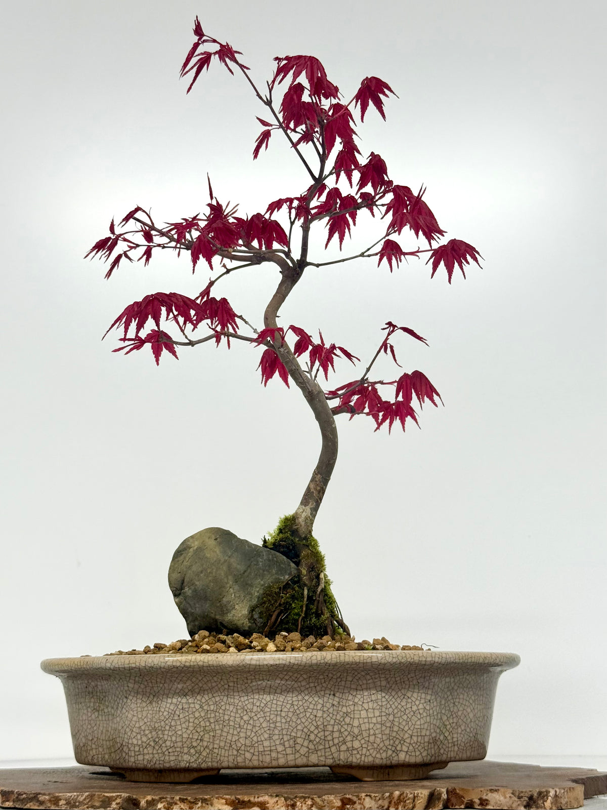 Deshojo Maple Bonsai Tree – Root Over Rock in Yixing Pot