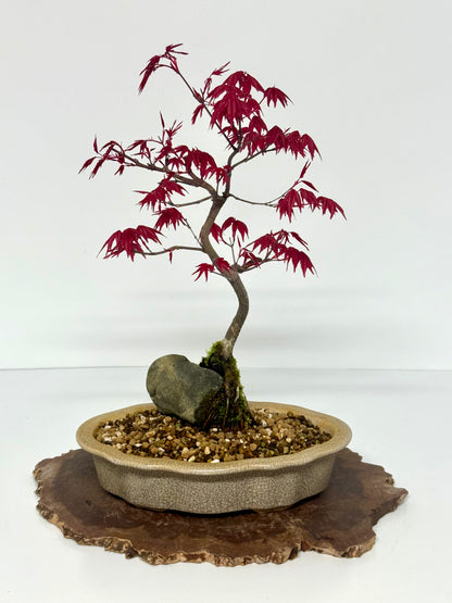Deshojo Maple Bonsai Tree – Root Over Rock in Yixing Pot