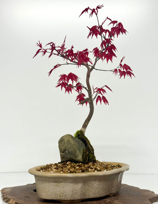 Deshojo Maple Bonsai Tree – Root Over Rock in Yixing Pot