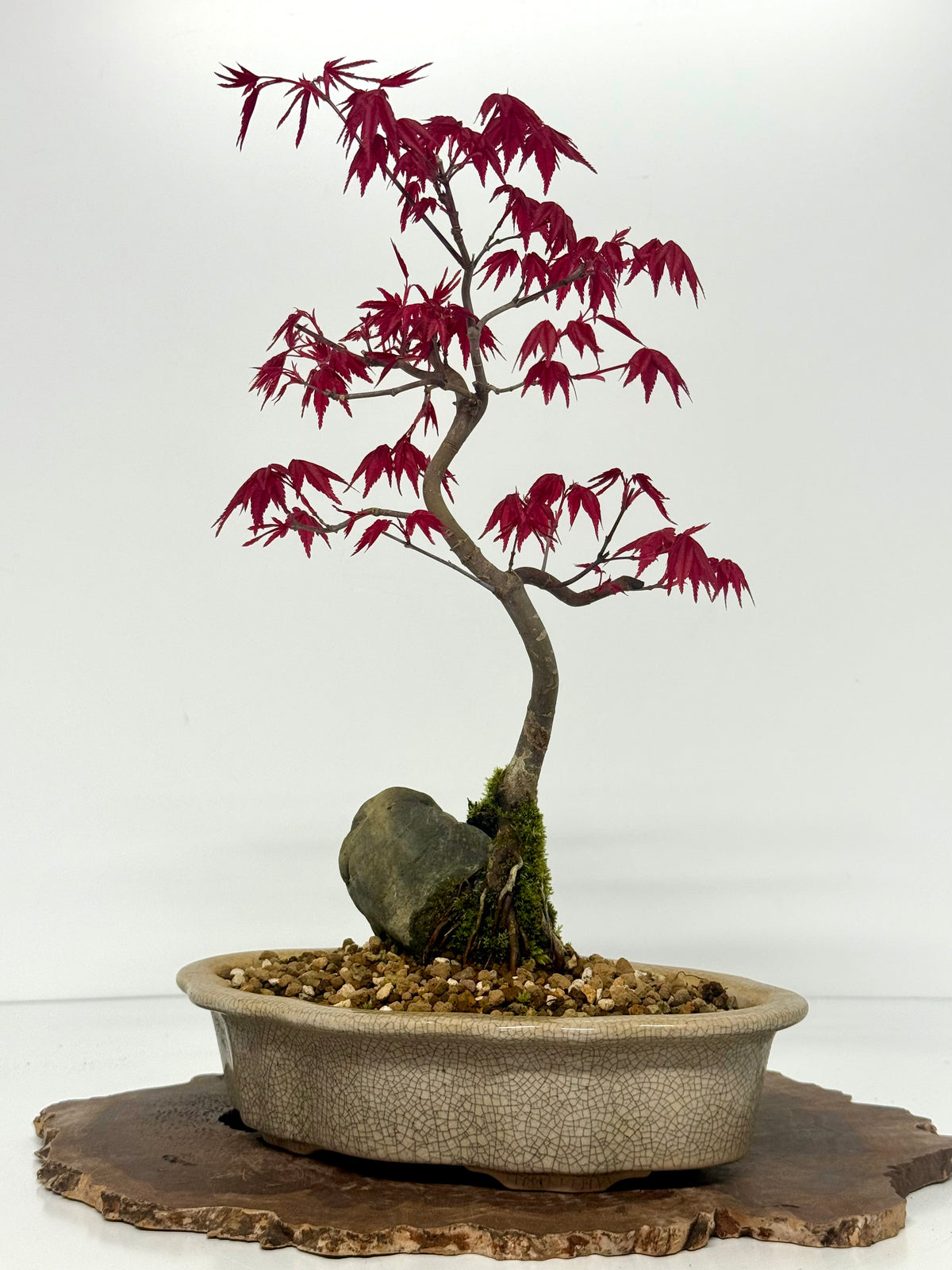 Deshojo Maple Bonsai Tree – Root Over Rock in Yixing Pot