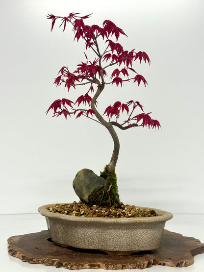 Deshojo Maple Bonsai Tree – Root Over Rock in Yixing Pot