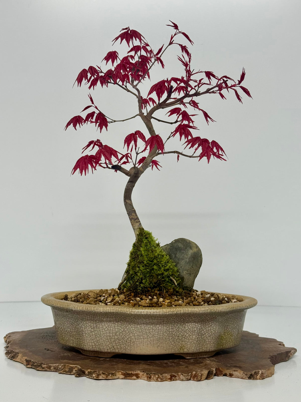 Deshojo Maple Bonsai Tree – Root Over Rock in Yixing Pot