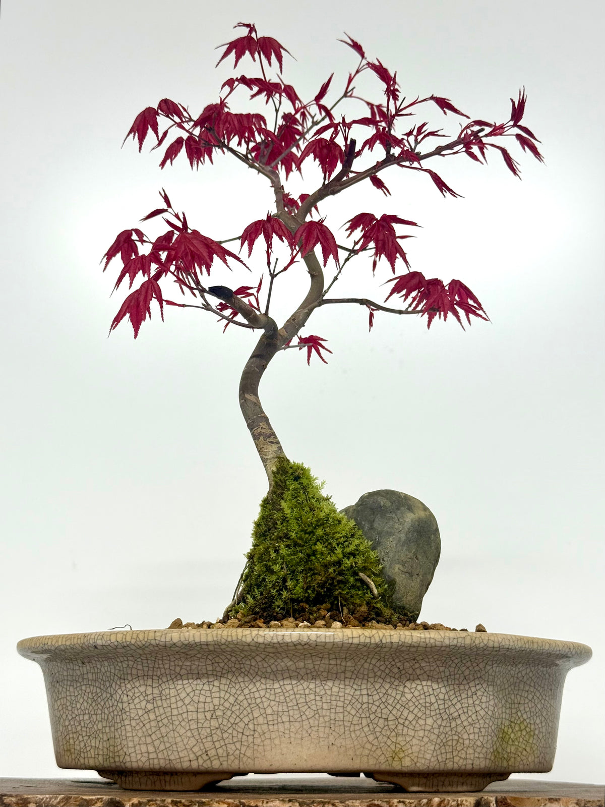 Deshojo Maple Bonsai Tree – Root Over Rock in Yixing Pot
