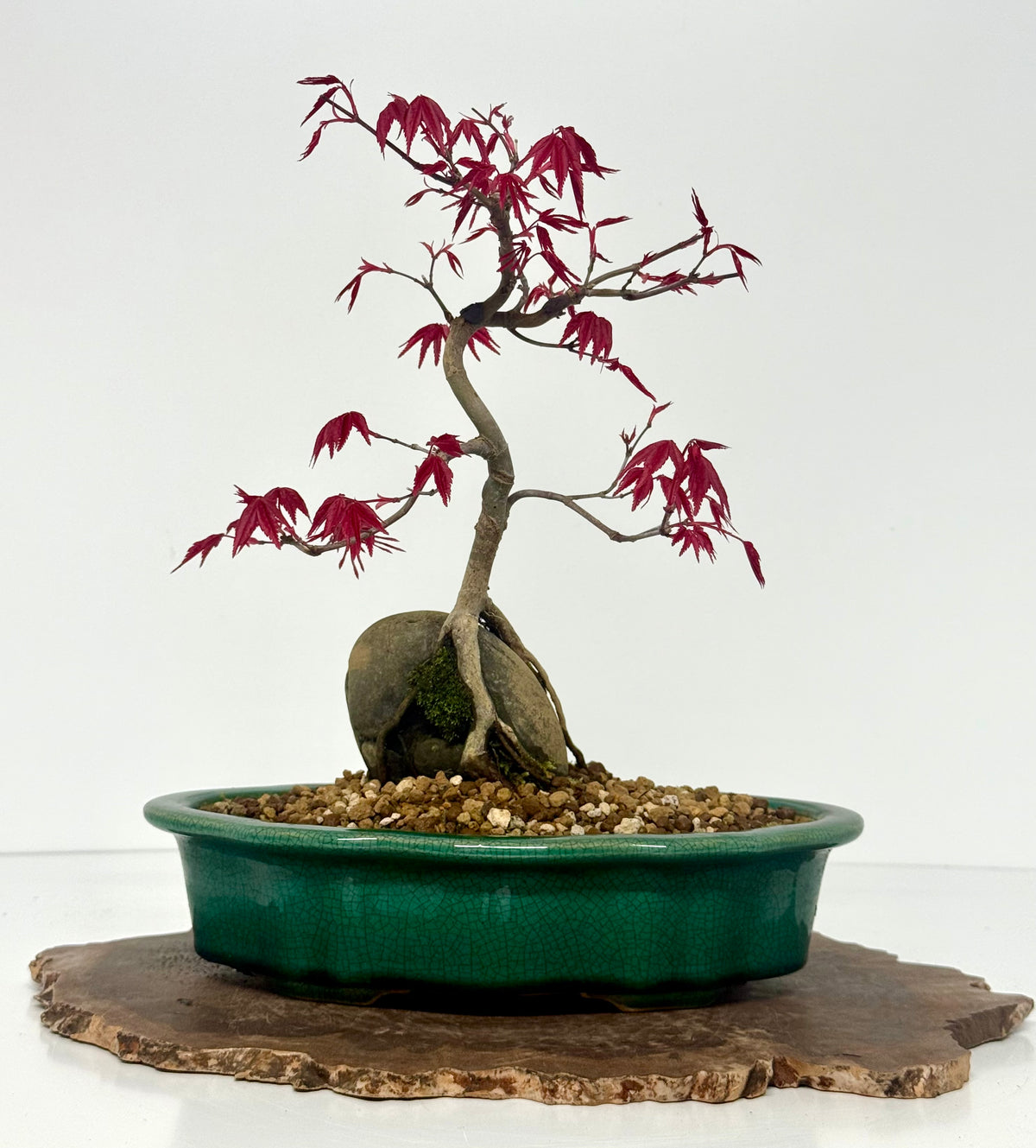 Deshojo Maple Bonsai Tree – Root Over Rock in Yixing Pot