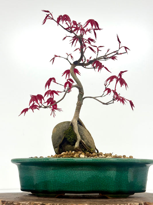 Deshojo Maple Bonsai Tree – Root Over Rock in Yixing Pot