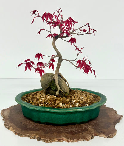 Deshojo Maple Bonsai Tree – Root Over Rock in Yixing Pot