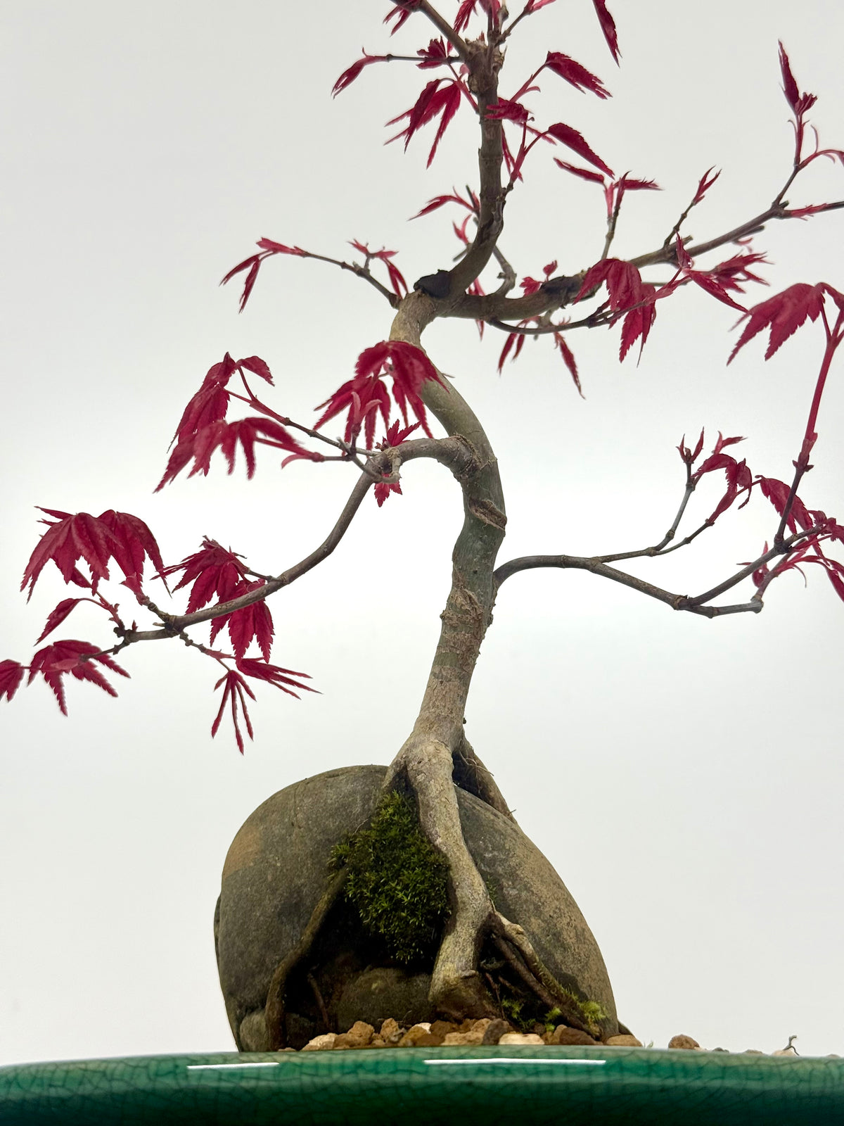 Deshojo Maple Bonsai Tree – Root Over Rock in Yixing Pot