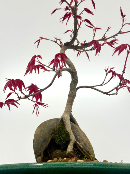 Deshojo Maple Bonsai Tree – Root Over Rock in Yixing Pot