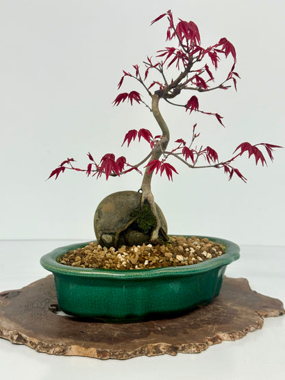 Deshojo Maple Bonsai Tree – Root Over Rock in Yixing Pot