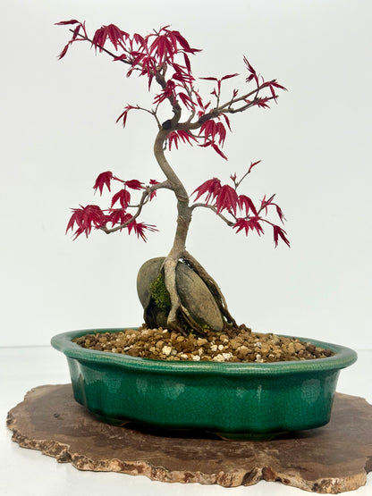 Deshojo Maple Bonsai Tree – Root Over Rock in Yixing Pot