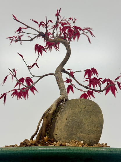 Deshojo Maple Bonsai Tree – Root Over Rock in Yixing Pot