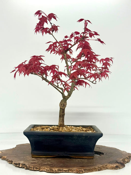 Acer Palmatum Deshojo Bonsai | Chinese Glazed Pot – 39cm