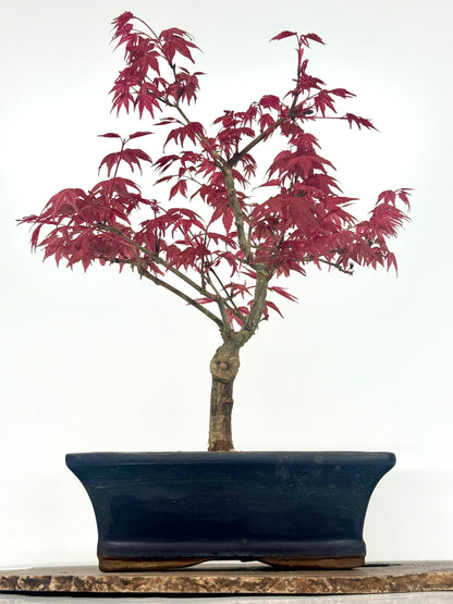 Acer Palmatum Deshojo Bonsai | Chinese Glazed Pot – 39cm