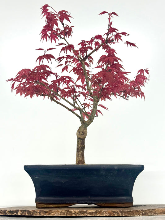 Acer Palmatum Deshojo Bonsai | Chinese Glazed Pot – 39cm