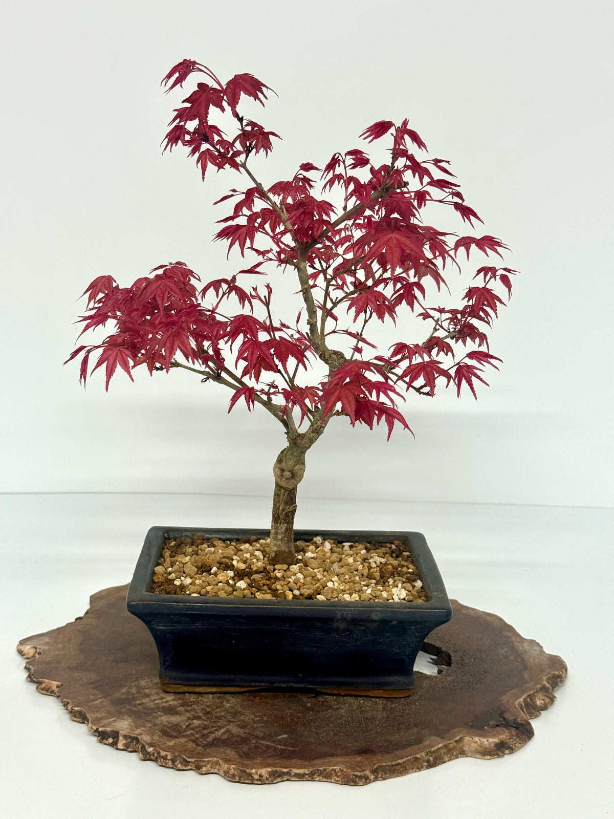 Acer Palmatum Deshojo Bonsai | Chinese Glazed Pot – 39cm