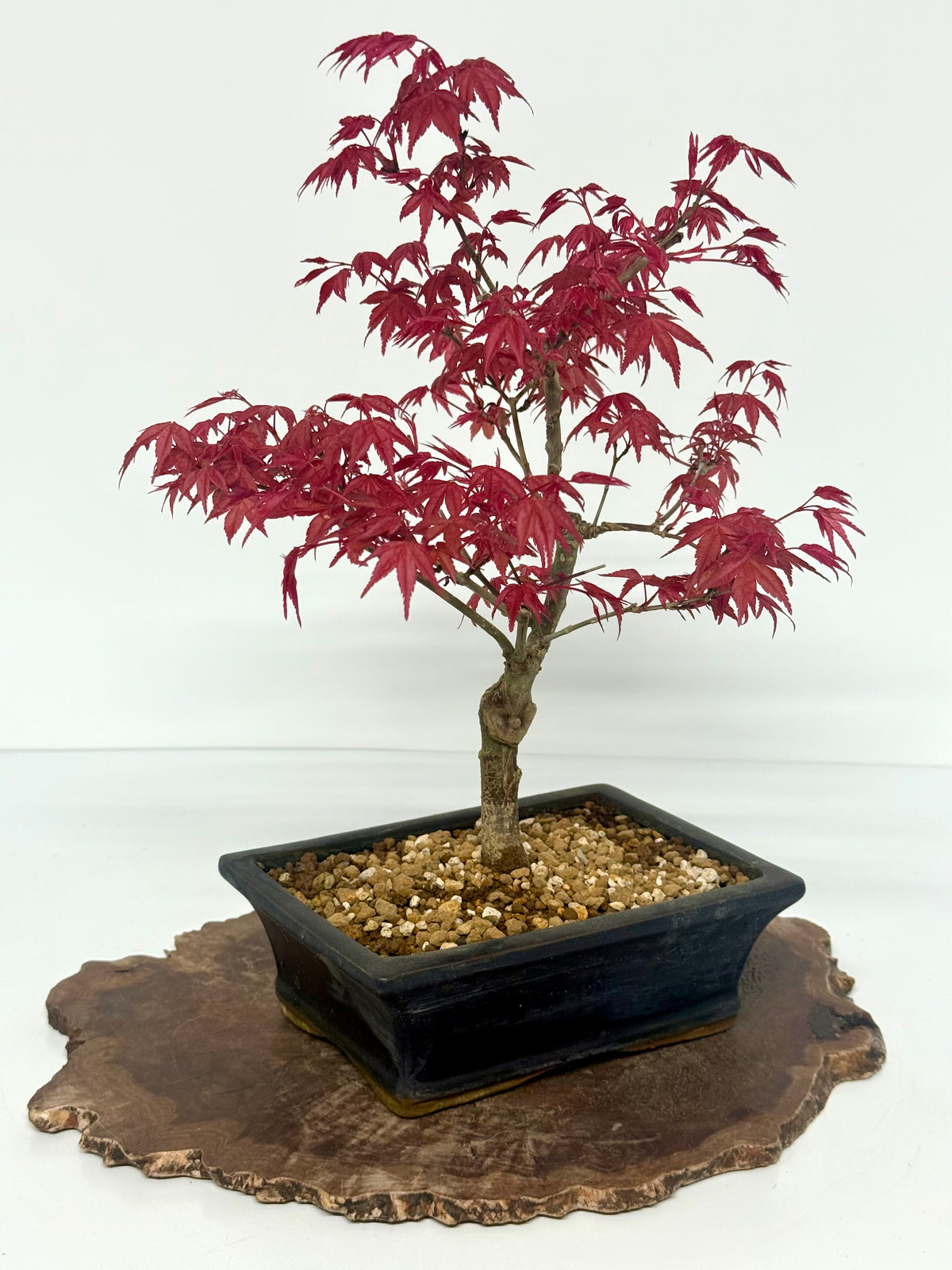 Acer Palmatum Deshojo Bonsai | Chinese Glazed Pot – 39cm
