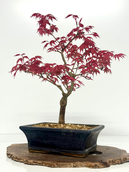 Acer Palmatum Deshojo Bonsai | Chinese Glazed Pot – 39cm