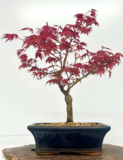 Acer Palmatum Deshojo Bonsai | Chinese Glazed Pot – 39cm