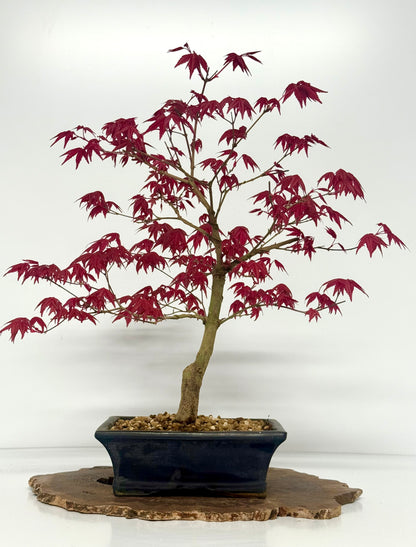 Acer Palmatum Deshojo Bonsai | Chinese Glazed Pot – 48cm