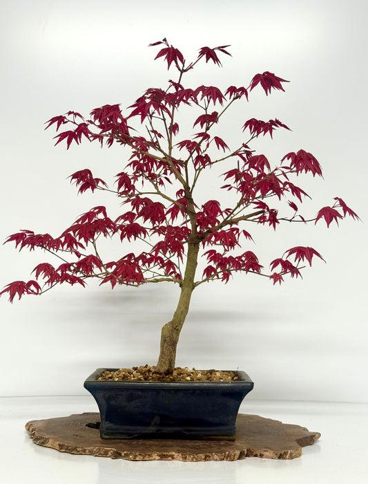 Acer Palmatum Deshojo Bonsai | Chinese Glazed Pot – 48cm