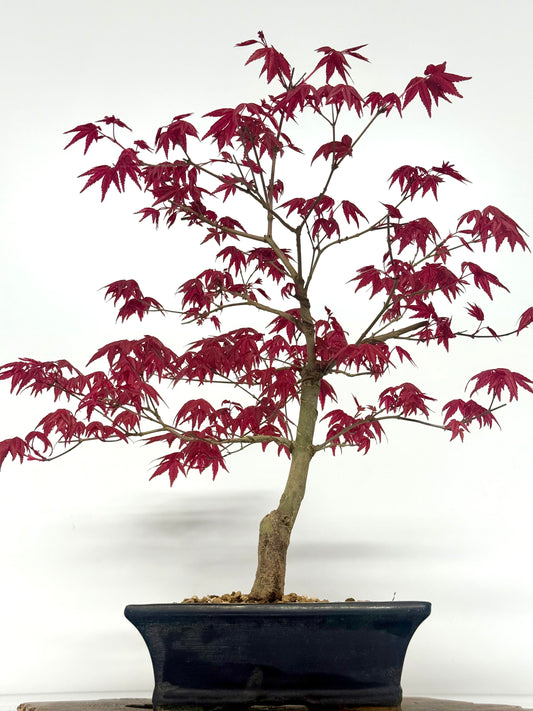 Acer Palmatum Deshojo Bonsai | Chinese Glazed Pot – 48cm
