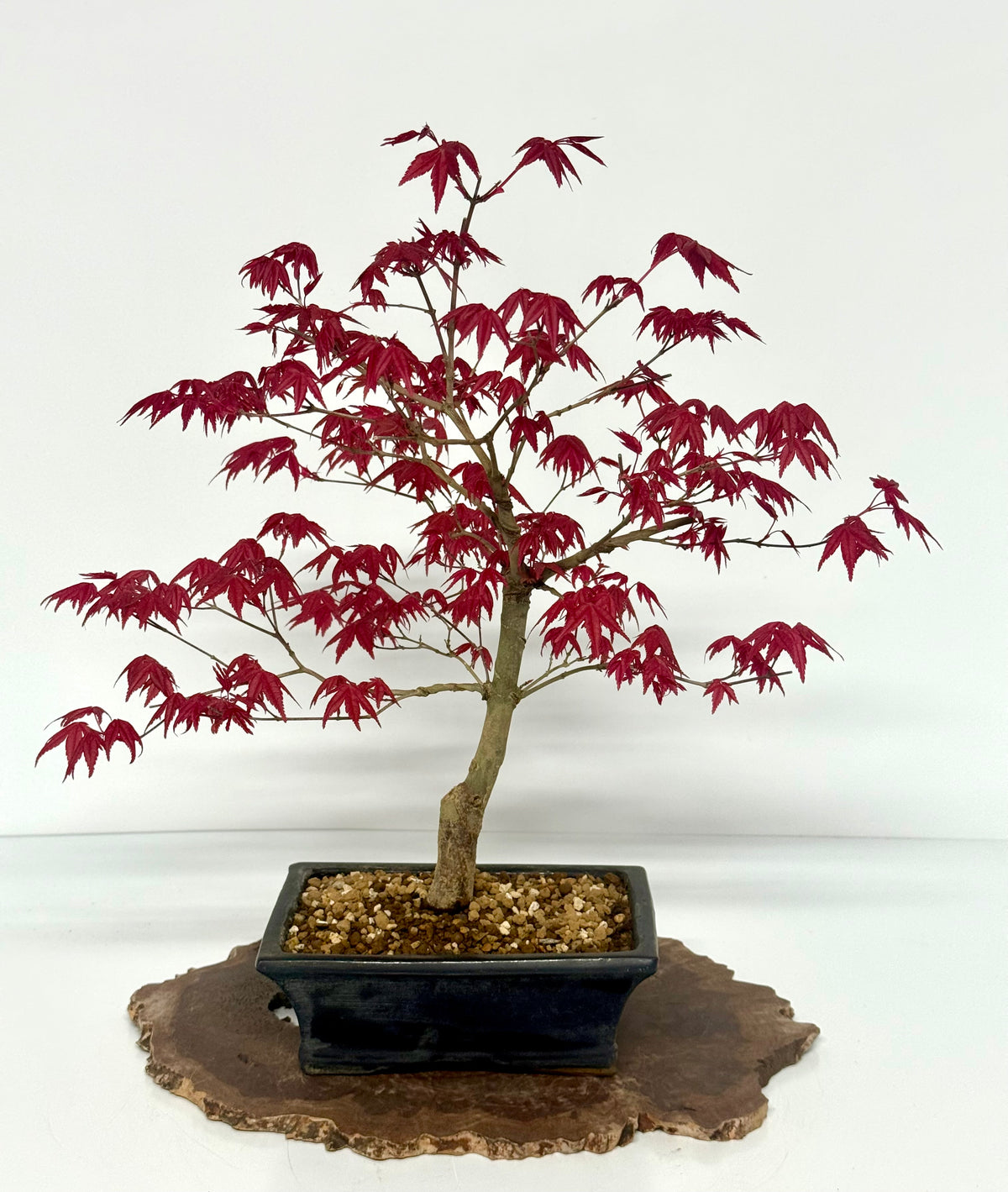 Acer Palmatum Deshojo Bonsai | Chinese Glazed Pot – 48cm
