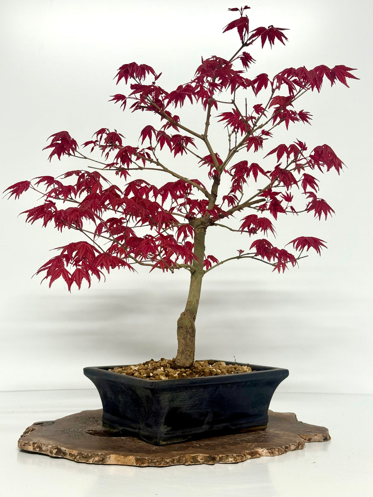 Acer Palmatum Deshojo Bonsai | Chinese Glazed Pot – 48cm