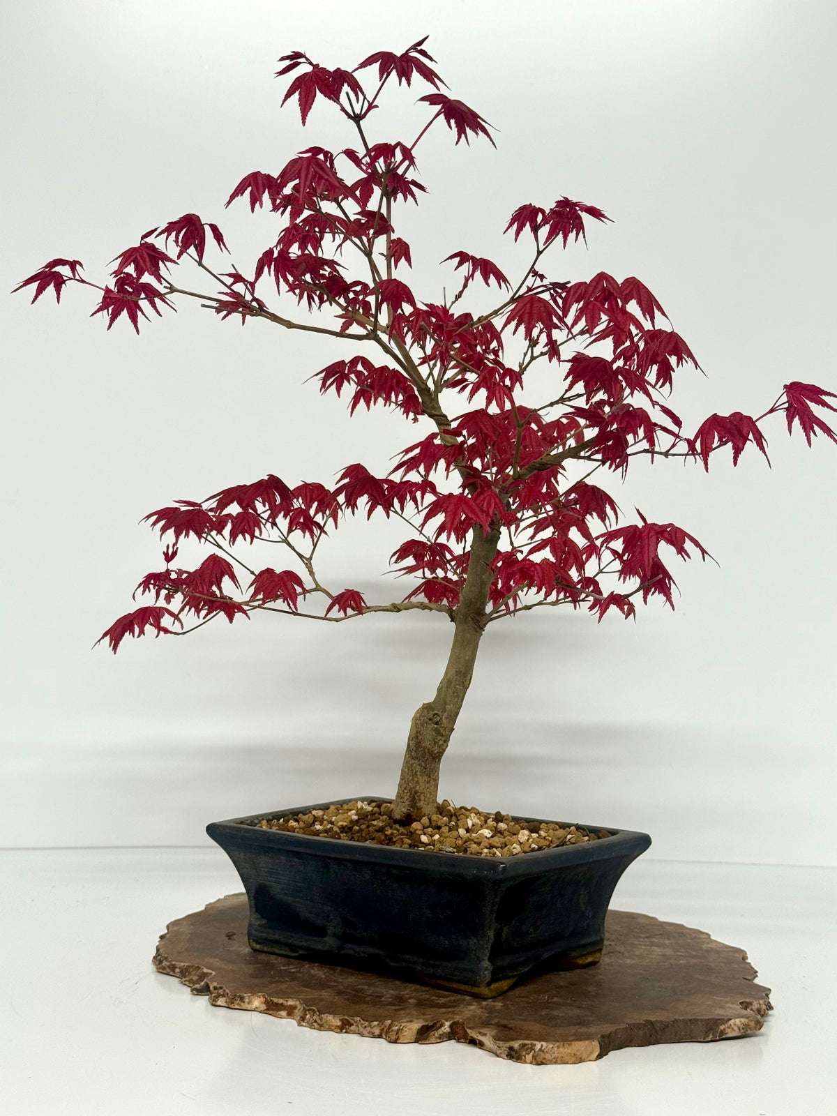 Acer Palmatum Deshojo Bonsai | Chinese Glazed Pot – 48cm